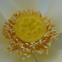 Nelumbo nucifera Gaertn.